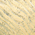 AMACO – Cone 5/6 - PCF-74 River Birch
