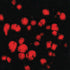 Mayco – Cone 06 - CG-779 Black Opal