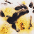 Mayco – Cone 06 - S-2726 Cheetah